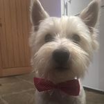 Angus - @mr_angus_mcnab - Instagram