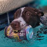 Angus the McNab Dog - @angus_the_mcnab_dog - Instagram