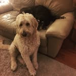 @angus_miles_bros4life - Instagram
