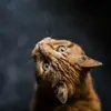 angusrogers455 - @angusrogers455 - TikTok