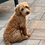 Hurricane Angus Saunders - @angus_the_cobberdog - Instagram