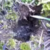 Angus Sullivan - @angus.sullivan - TikTok