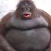 Angus Sullivan - @goosey_s - TikTok