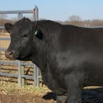 Sullivan angus farm - @sullivan_angus_farm - Instagram