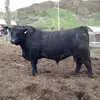 Peggy Wright21 - @wrightangusbulls - TikTok