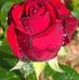 Ani Singh - Facebook