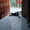 Anibal Acosta - @anibal.acosta307 - TikTok
