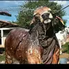 enrique pardo - @anibal.toribio5 - TikTok