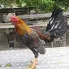 Anibal Viruet - @anibal.viruet - TikTok