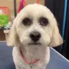 anika - @anika.bose - TikTok