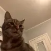 Anika williams - @anikawilliams94 - TikTok