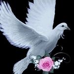 Anil chacko - @anilchacko2000 - Instagram