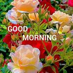Anil Chatterjee - @anilchatterjee924 - Instagram