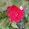 Anil chavda - @anilchavda585 - TikTok