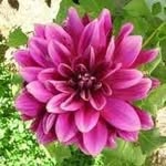 Dalia Anil - @dalia.anil.3 - Instagram