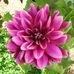 Dalia Anil - Facebook