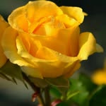 Anil Dey - @anil_dey - Instagram