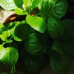 Anil Dmello - @anil.dmello.54 - Instagram
