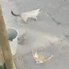 ANIL POLAT - @_anil.polat_ - TikTok