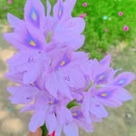 Anil Sinha - @cutebaby1434769 - Instagram