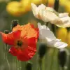 ANILVN1917 - @user39695855477676 - TikTok