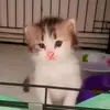 anisarossa966 - @anisarossa966 - TikTok