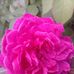Anisa Simon - Facebook