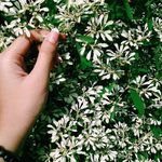 anise brown - @anisebrown53 - Instagram