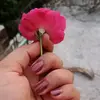 Anisha Joy - @anisha.joy7 - TikTok