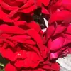 Anita Arche - @anita.arche - TikTok