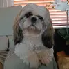 anitabuddy - @anitacourtens - TikTok