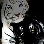 Anita Mowder - Facebook
