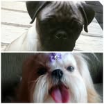 Anita_Patrick - @anita_patrick.dogs - Instagram