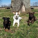 Anita Wright ~Puppy Specialist - @thezensationaldog - Instagram