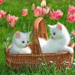 Anitha George - @anitha.george.7965 - Instagram