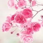 Anitha Gopal - @anitha.gopal.90 - Instagram