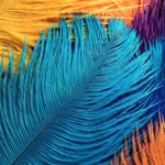 Anitha Rao - @anitha.rao.923 - Instagram