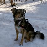 Anja Hamann - @laika_pfote - Instagram
