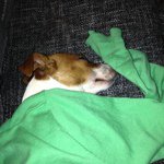 Anja Hoppe - @angeldogde - Instagram