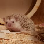 Anke Zimmermann - @hedgie_hugo - Instagram