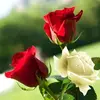 Ankit Dhir - @ankitdhir16 - TikTok