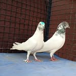 Ankur Bakshi - @ankur2b - Instagram