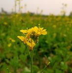 Ankush Roy - Facebook