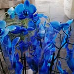 Anna Acquaviva - @anna.acquaviva.7528 - Instagram