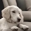 ANNALA - @annala.shop - TikTok