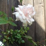 Ann-Charlotte Albin - @lottanisse - Instagram