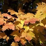 Ann Armbruster - @anniea379 - Instagram