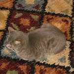 Ann Ashmore - @ann_ashmore1803 - Instagram