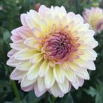 Ann Atchley Helms - @ann.mcentire.96 - Instagram