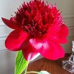 Ann Blake - @ann.blake.1848 - Instagram
